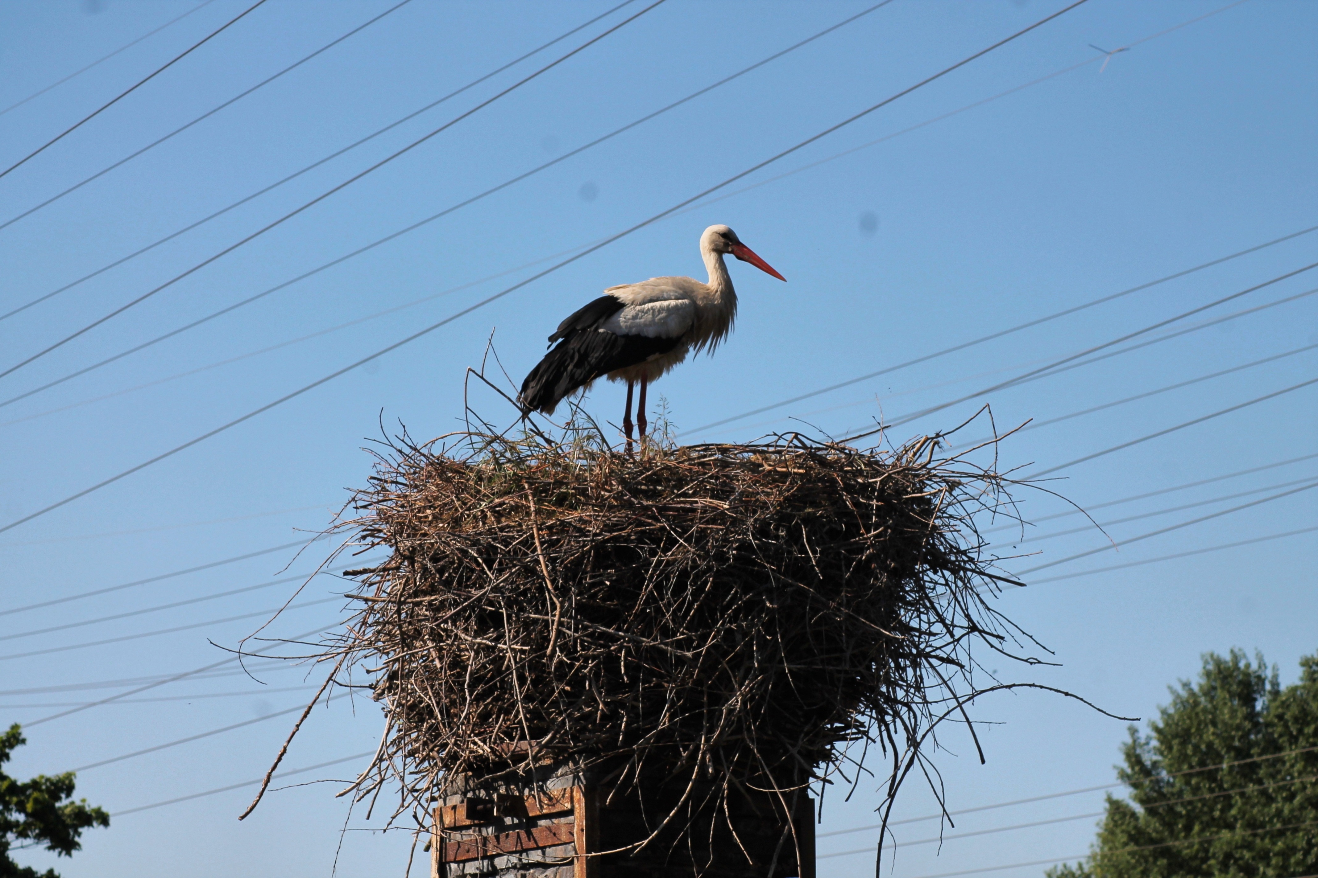 Storch auf seinem Nest, Naturhof Malchow